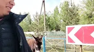 Иду с Ослом