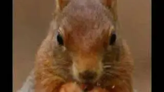 Squirrels in the Attic!