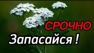 Забытая СИЛА Природы Тысячелистник на все случаи ЖИЗНИ