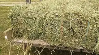 First Cut Hay Small Squares- 12 Bale Kuhn Hay Accumulator
