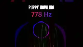Puppy Howling 778 Hz (Turn Volume Up)