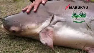 MALAYSIA   Big PATIN and MEKONG fishing   MARUKYU 「GURUTEN3」「GURUTEN 5」