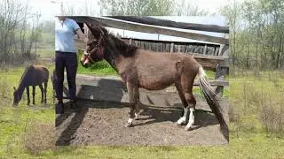 Mules and selection // Horses, Donkeys and Katrin super life // Horses, Donkeys & Mules 2020