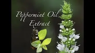 Peppermint Oil Extract