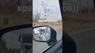 Красавчики на прогулочке))