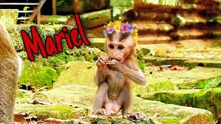 Unbelievable..! Tiny baby Mariel growing so fast with strangly and healthy, Mom good look after baby