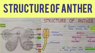 Structure of anther | Structure of anther class 12 | sexual reproduction in plants