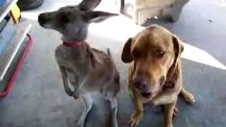 Dogs and kangaroo share chips