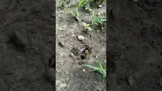 СКОЛИЯ - земляная ОСА. Летающий монстр.