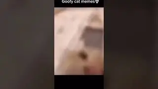 cat meme #edit #memes #cat #funnymoments