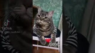 #cat #кот