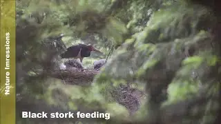 Nature impression | Bocian čierny kŕmenie na hniezde  | Ciconia nigra feeding on the nest