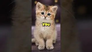 I Go Meow 