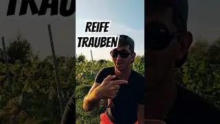 Trauben im Garten. Wann ernten? Bester Erntezeitpunkt #beats #music #wein#winzer