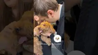 Шастун и собаки 2.0(Рубрика продолжается😂)#антоншастун #надясысоева #импровизация #рекомендации