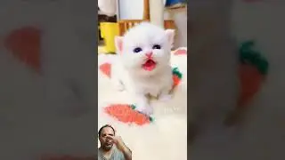 Little Kitten Pops up! #cutecat #catlover #kitten #funnycat #funnyvideo #comedy #shorts