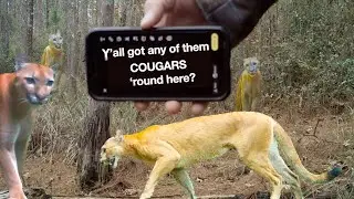 Cougar Sighting in Costa Rica: Trail Cams Reveal Abundance of Big Cats