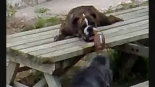 Mastin Napolitano VS Bulldog Ingles