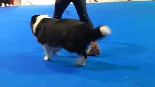 Tata Platona (Lenny) na Euro Dog Show 2k18 drugie miejsce w klasie weteranów!