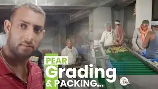 Pears Grading & Packing | COK