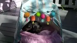 Fancy Dog - Cupcakes Dog House in the Hood