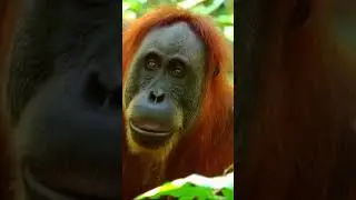 Sumatra, Indonesia orangutans