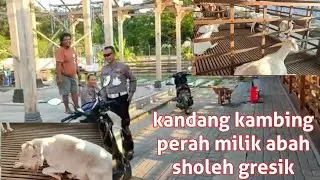 KANDANG KAMBING PERAH MILIK ABAH SHOLEH GRESIK!!