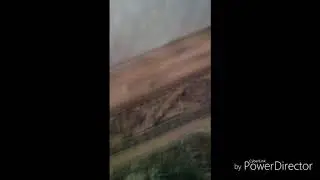 Прыгающий котик