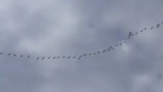 Клин лебедей