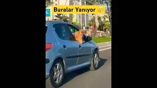 Sıcaktan bUlan köpek￼