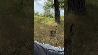 Кошка или заяц? 