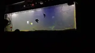 How To: Clear cloudy Water Get CRYSTAL CLEAR Water