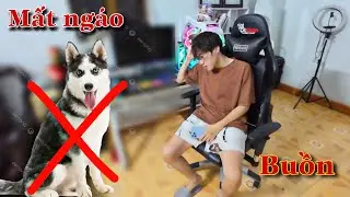 Dương KC | Mất Husky Ngáo | Thật Tồi Tệ | lost husky dog