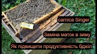 Підвищуємо продуктивність бджіл\карніка Зінгер\заміна маток в зиму