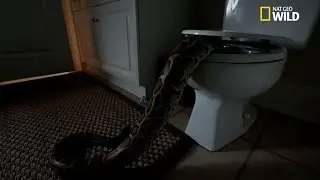 A snake in the toilet