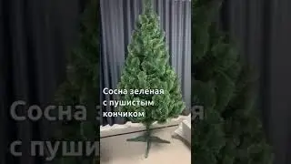 Сосна распушенная