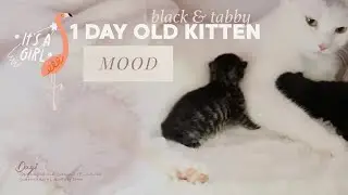 Tiny Black and Tiny Tabby