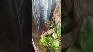 Tranchula