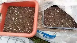 Бегония из семян! Взошла!!!