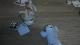 The  cat collection школа