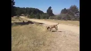 Kurt Kangal karşılaşması!