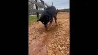 Cattle Dog 