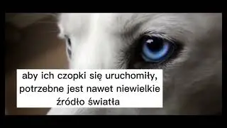 czy psy widzą w ciemności? 🐕👁️🌃