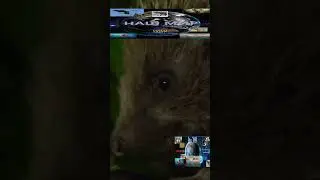 Охота ежа на жужелицу#shorts