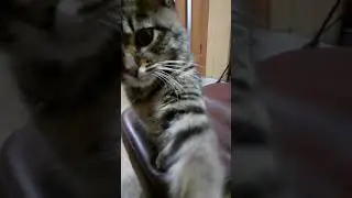 Котик. 25 января 2023 г.