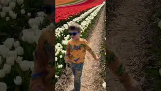 Тюльпановые поля в Германии, NRW 