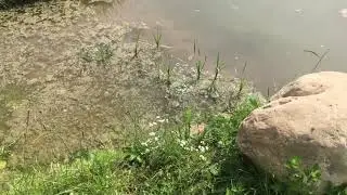 How and where to feed fry in your pond