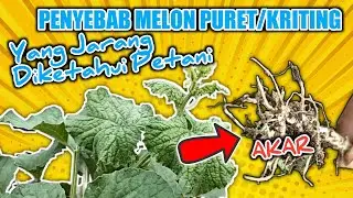 Akar Gada | Penyebab Melon Puret/Keriting yang jarang diketahui Petani | Ini Solusinya..!! 🍈