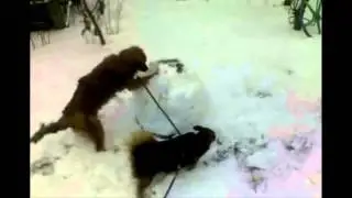 Stupid, crazy dog, which don't like snowmans