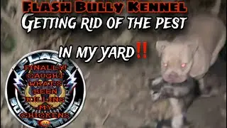 Getting rid of PEST in my yard‼️